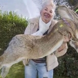 Najveći zec na svetu